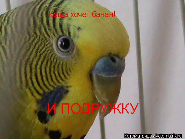 Котоматрица: Кеша хочет банан! И ПОДРУЖКУ