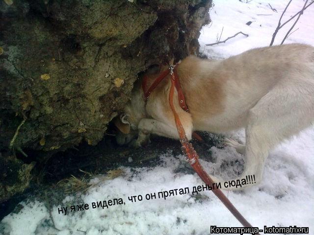 ну я же видела, что он прятал деньги сюда!!!!... Котоматрица: ну я же видела, что он прятал деньги сюда!!!!