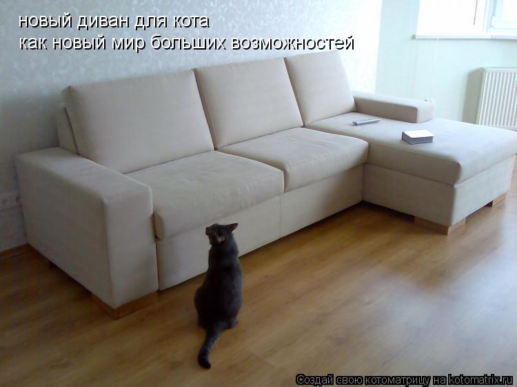 Котоматрица: новый диван для кота как новый мир больших возможностей