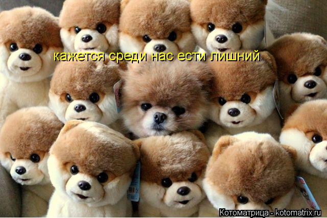 кажется среди нас ести лишний... Котоматрица: кажется среди нас ести лишний