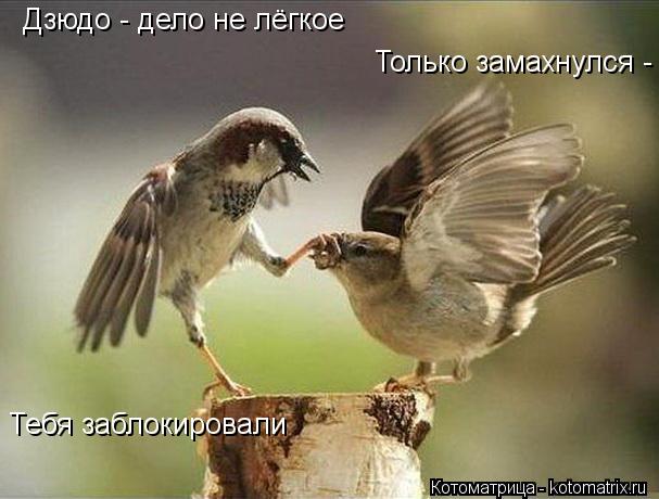 Дзюдо - дело не лёгкое Тебя заблокировали Только замахнулся -... Котоматрица: Дзюдо - дело не лёгкое Тебя заблокировали Только замахнулся -