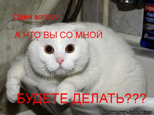 Один вопрос: А ЧТО ВЫ СО МНОЙ БУДЕТЕ ДЕЛАТЬ???... Котоматрица: Один вопрос: А ЧТО ВЫ СО МНОЙ БУДЕТЕ ДЕЛАТЬ???