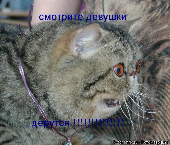 смотрите девушки дерутся !!!!!!!!!!!!!!... Котоматрица: смотрите девушки дерутся !!!!!!!!!!!!!!