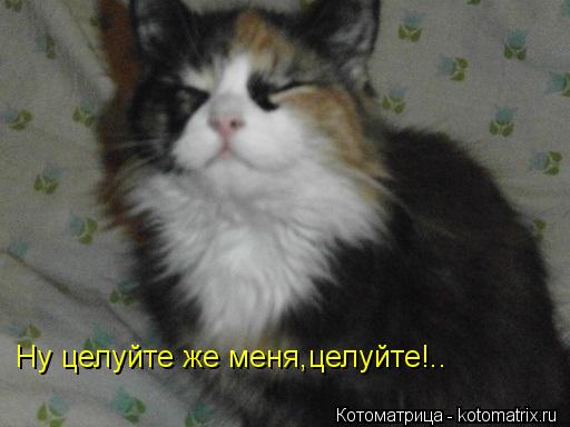 Ну целуйте же меня,целуйте!..... Котоматрица: Ну целуйте же меня,целуйте!..