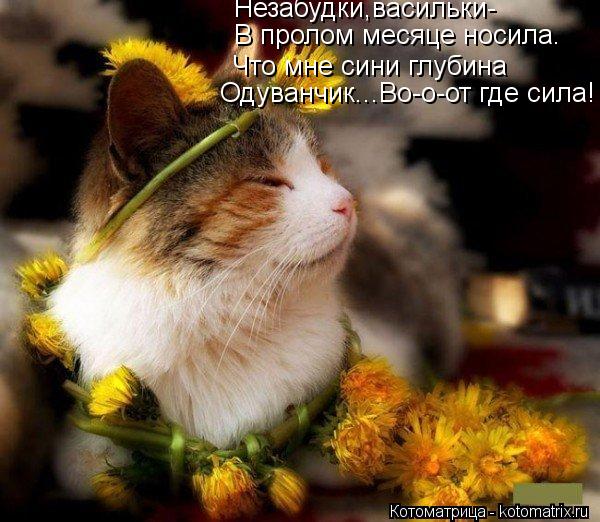 Незабудки,васильки- В пролом месяце носила. Что мне сини глубина Одуванчик...Во-о-от где сила!... Котоматрица: Незабудки,васильки- В пролом месяце носила. Что мне сини глубина Одуванчик...Во-о-от где сила!