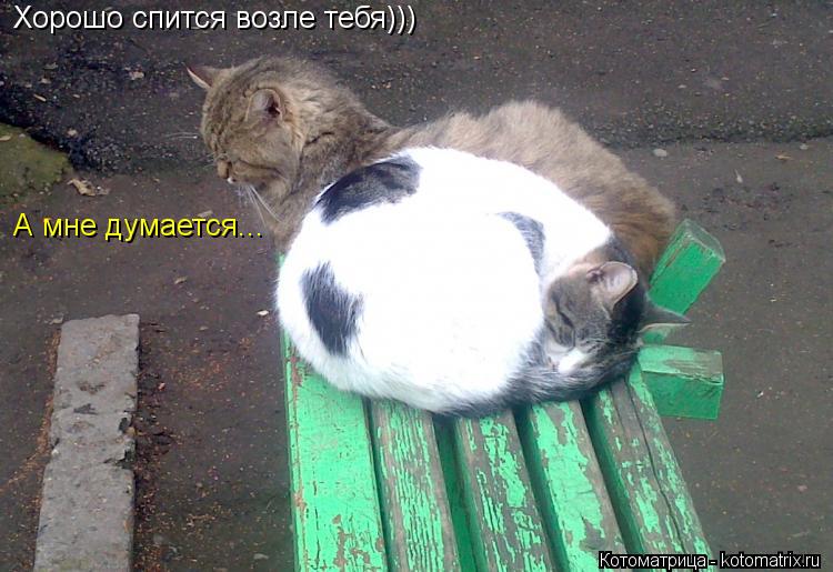 Хорошо спится возле тебя))) А мне думается...... Котоматрица: Хорошо спится возле тебя))) А мне думается...