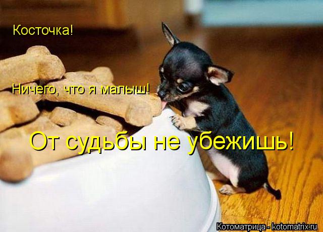 Котоматрица: Косточка! Ничего, что я малыш! От судьбы не убежишь!