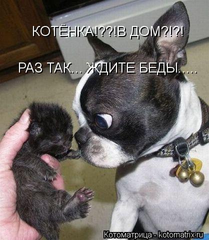 Котоматрица: КОТЁНКА!??!В ДОМ?!?! РАЗ ТАК... ЖДИТЕ БЕДЫ.....