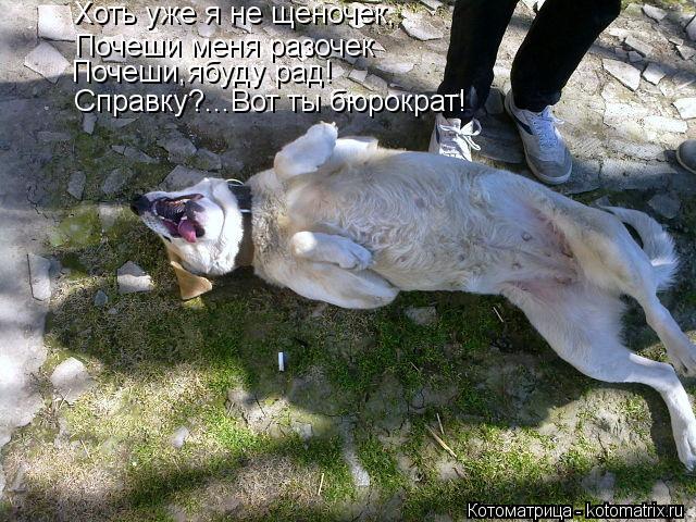 Хоть уже я не щеночек, Почеши меня разочек Почеши,ябуду рад! Справку?...Вот ты бюрократ!... Котоматрица: Хоть уже я не щеночек, Почеши меня разочек Почеши,ябуду рад! Справку?...Вот ты бюрократ!