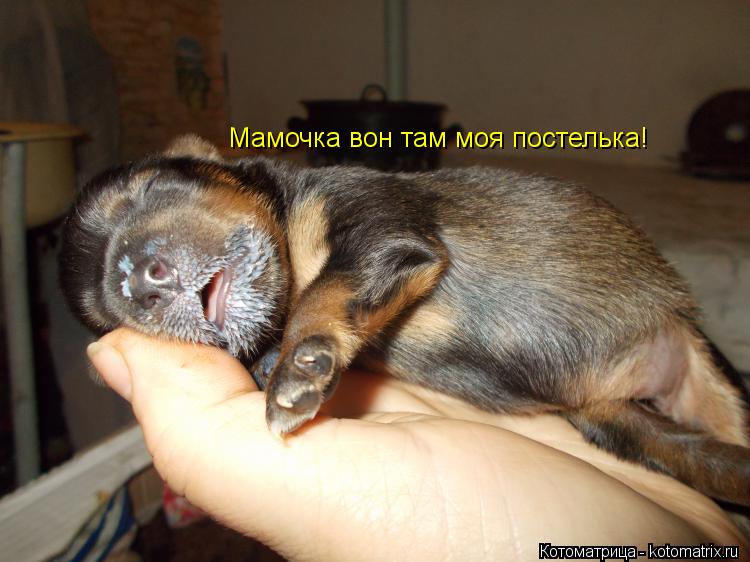 Котоматрица: Mамочка вон там моя постелька!
