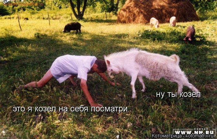 Котоматрица: ну ты козел  это я козел на себя посматри