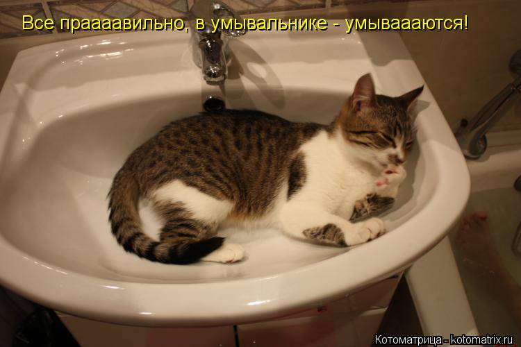 Котоматрица: Все праааавильно, в умывальнике - умываааются!
