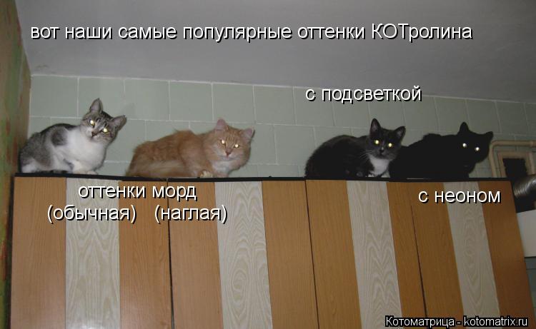 вот наши самые популярные оттенки КОТролина с неоном с подсветкой оттенки морд (обычная) (наглая)... Котоматрица: вот наши самые популярные оттенки КОТролина с неоном с подсветкой оттенки морд (обычная) (наглая)