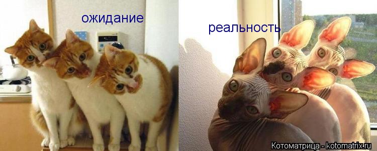 ожидание реальность... Котоматрица: ожидание реальность