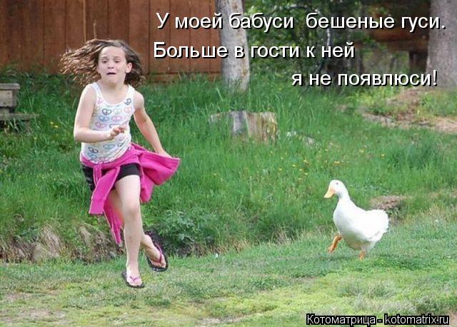 У моей бабуси бешеные гуси. Больше в гости к ней я не появлюси!... Котоматрица: У моей бабуси бешеные гуси. Больше в гости к ней я не появлюси!