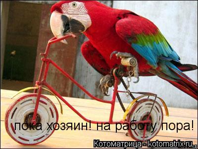 пока хозяин! на работу пора!... Котоматрица: пока хозяин! на работу пора!