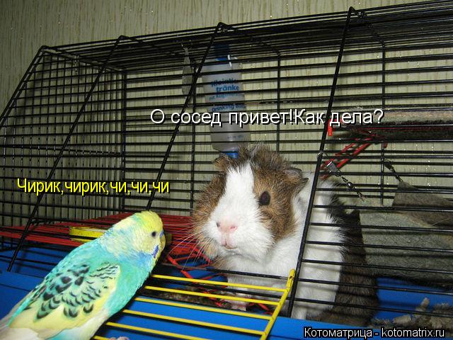 Котоматрица: О сосед привет!Как дела? Чирик,чирик,чи,чи,чи