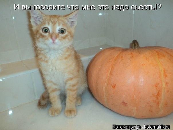 Котоматрица: И вы говорите что мне это надо сьесть!?