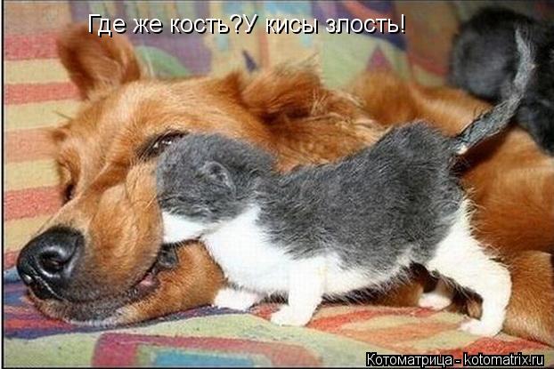 Где же кость?У кисы злость!... Котоматрица: Где же кость?У кисы злость!
