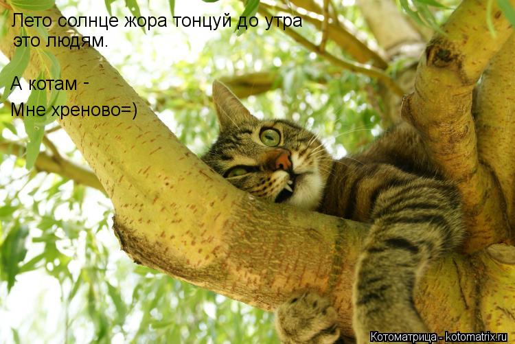 Лето солнце жора тонцуй до утра это людям. А котам - Мне хреново=)... Котоматрица: Лето солнце жора тонцуй до утра это людям. А котам - Мне хреново=)