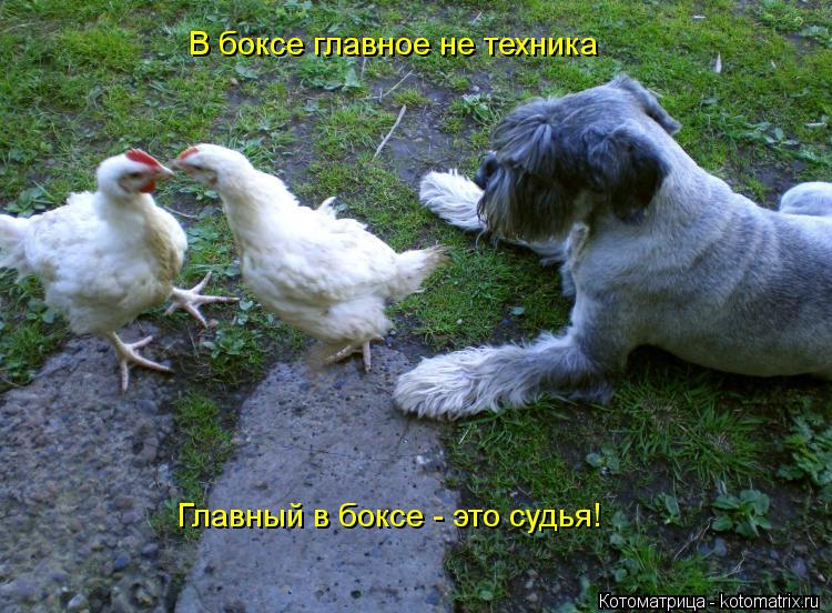 Котоматрица: В боксе главное не техника Главный в боксе - это судья!