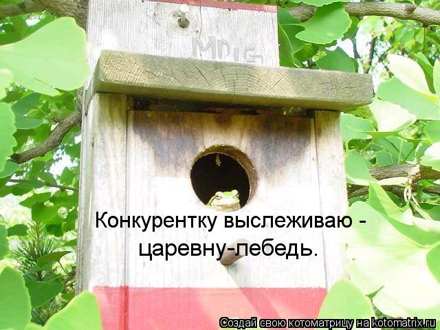 царевну-лебедь. Конкурентку выслеживаю -... Котоматрица: царевну-лебедь. Конкурентку выслеживаю -