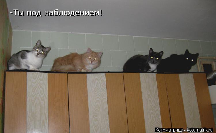 -Ты под наблюдением!... Котоматрица: -Ты под наблюдением!