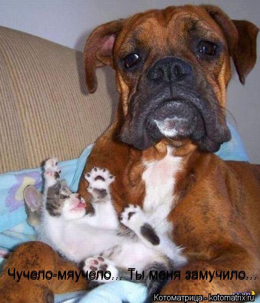 Котоматрица: Чучело-мяучело... Ты меня замучило... Чучело-мяучело... Ты меня замучило...
