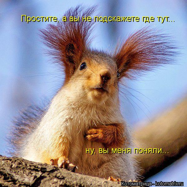 Простите, а вы не подскажете где тут... ну, вы меня поняли...... Котоматрица: Простите, а вы не подскажете где тут... ну, вы меня поняли...