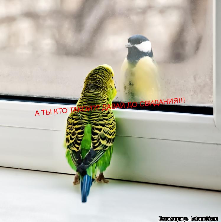 А ТЫ КТО ТАКОЙ?? ДАВАЙ ДО СВИДАНИЯ!!!... Котоматрица: А ТЫ КТО ТАКОЙ?? ДАВАЙ ДО СВИДАНИЯ!!!