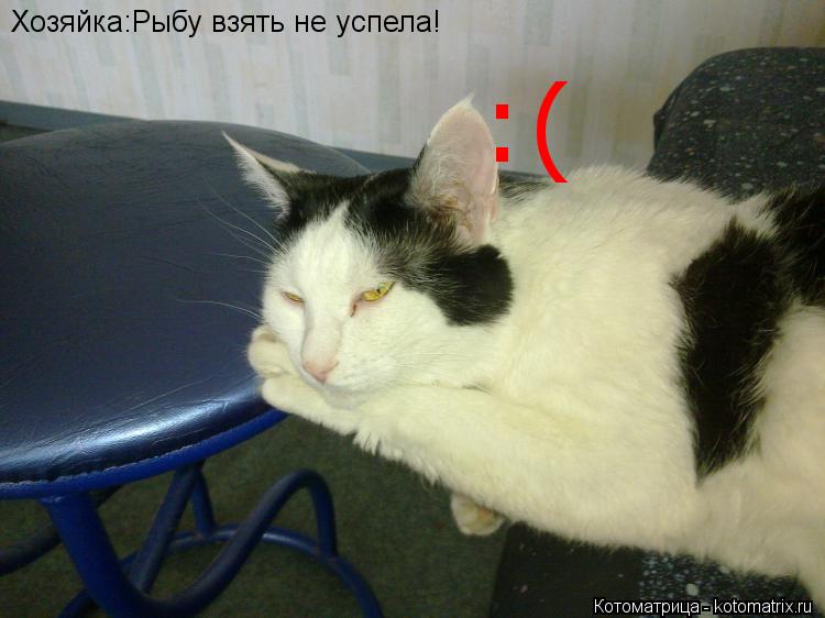Котоматрица: Хозяйка:Рыбу взять не успела! :(