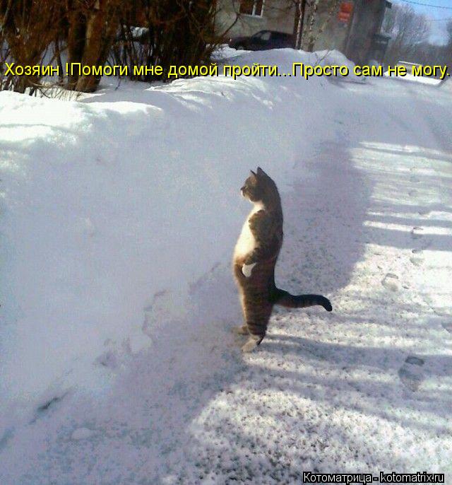 Котоматрица: Хозяин !Помоги мне домой пройти...Просто сам не могу...