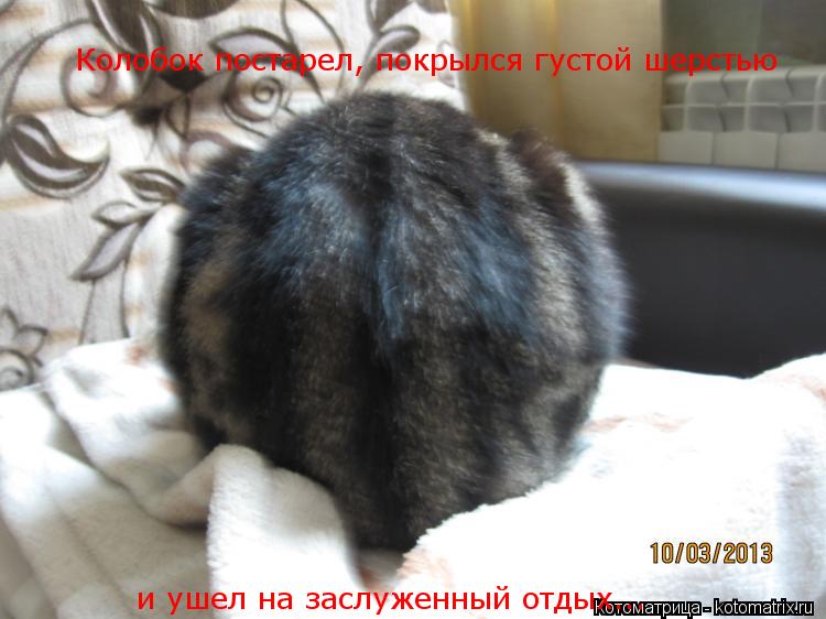 Котоматрица: Колобок постарел, покрылся густой шерстью и ушел на заслуженный отдых...