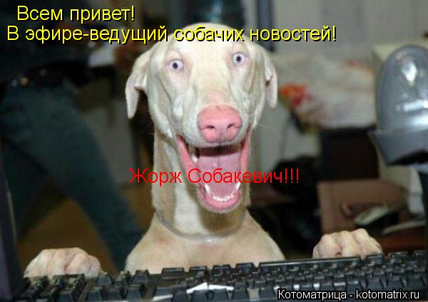 Всем привет! В эфире-ведущий собачих новостей! Жорж Собакевич!!!... Котоматрица: Всем привет! В эфире-ведущий собачих новостей! Жорж Собакевич!!!
