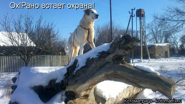 Ох!Рано встает охрана!... Котоматрица: Ох!Рано встает охрана!