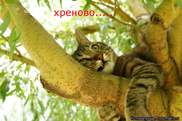 хреново........ Котоматрица: хреново.....