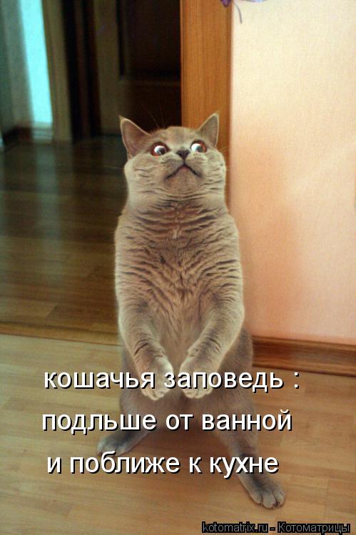 кошачья заповедь : подльше от ванной и поближе к кухне... Котоматрица: кошачья заповедь : подльше от ванной и поближе к кухне