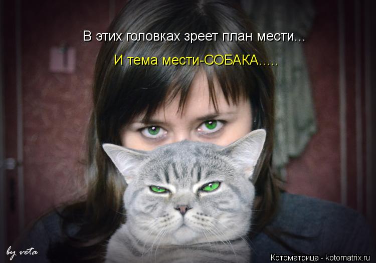 Котоматрица: В этих головках зреет план мести... И тема мести-СОБАКА.....