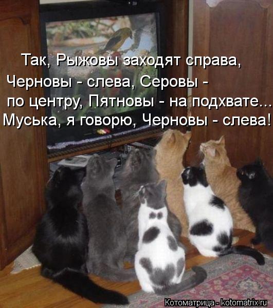 по центру, Пятновы - на подхвате... Черновы - слева, Серовы - Так, Рыжовы заходят справа, Муська, я г... Котоматрица: по центру, Пятновы - на подхвате... Черновы - слева, Серовы - Так, Рыжовы заходят справа, Муська, я говорю, Черновы - слева!