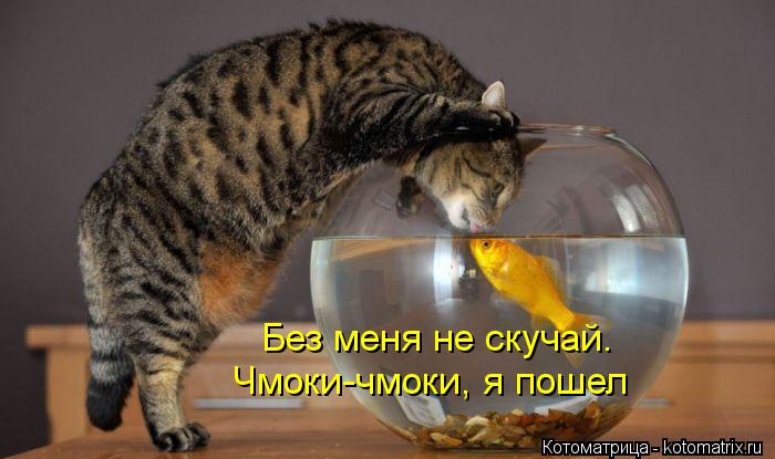 Без меня не скучай. Чмоки-чмоки, я пошел... Котоматрица: Без меня не скучай. Чмоки-чмоки, я пошел