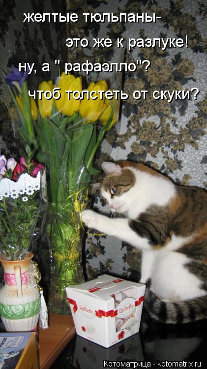 желтые тюльпаны- это же к разлуке! ну, а " рафаэлло"? чтоб толстеть от скуки?... Котоматрица: желтые тюльпаны- это же к разлуке! ну, а " рафаэлло"? чтоб толстеть от скуки?