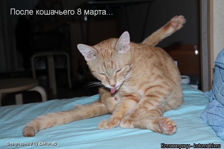После кошачьего 8 марта... Design spesial by ©Milana©... Котоматрица: После кошачьего 8 марта... Design spesial by ©Milana©
