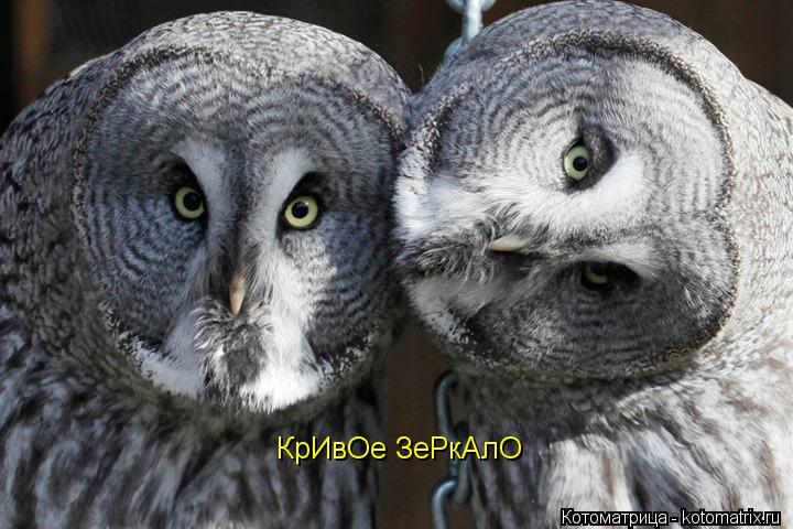 Котоматрица: КрИвОе ЗеРкАлО