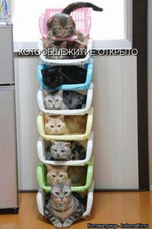 Котоматрица: КОТООБШЕЖИТИЕ ОТКРЫТО
