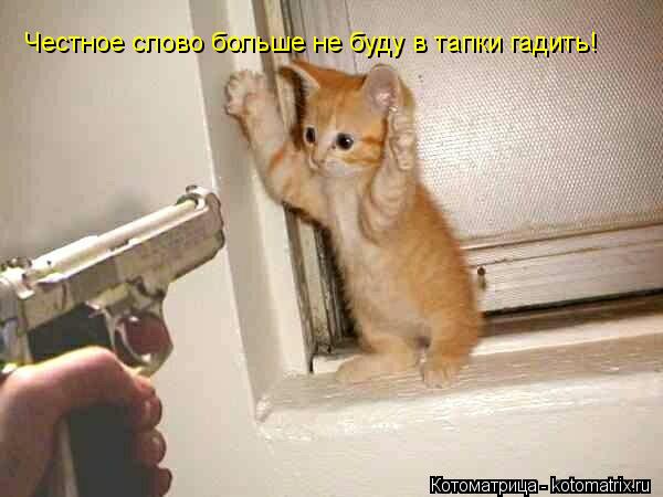 Честное слово больше не буду в тапки гадить!... Котоматрица: Честное слово больше не буду в тапки гадить!