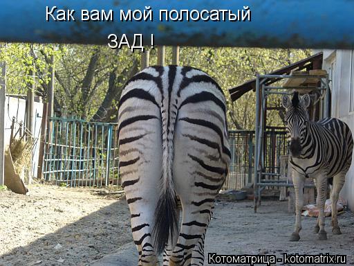 Котоматрица: Как вам мой полосатый ЗАД !