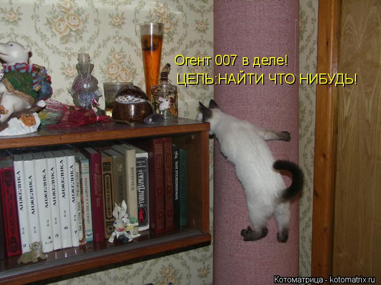 Котоматрица: Огент 007 в деле! ЦЕЛЬ:НАЙТИ ЧТО НИБУДЬ!