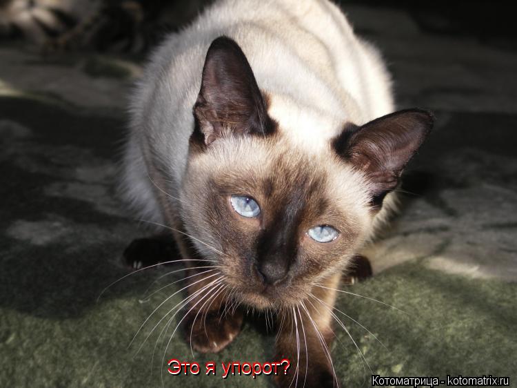 Котоматрица: Это я упорот? Это я упорот?