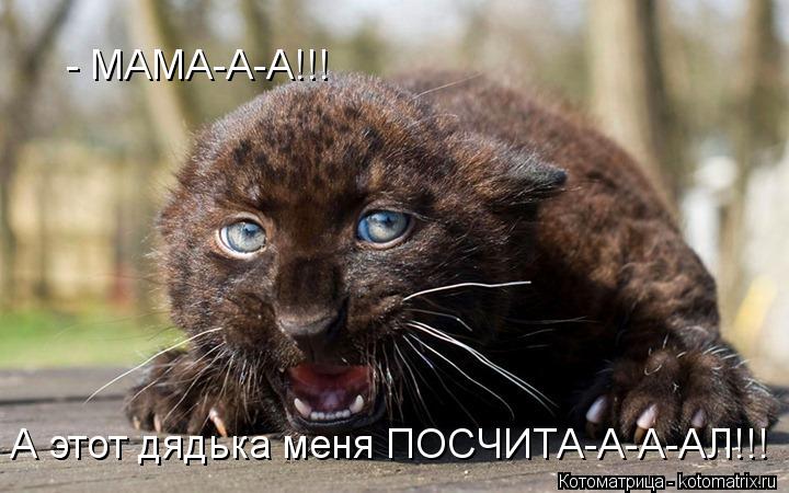 Котоматрица: - МАМА-А-А!!! А этот дядька меня ПОСЧИТА-А-А-АЛ!!!