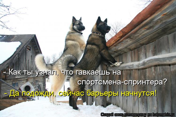 Котоматрица: - Как ты узнал, что гавкаешь на спортсмена-спринтера? - Да подожди, сейчас барьеры начнутся!